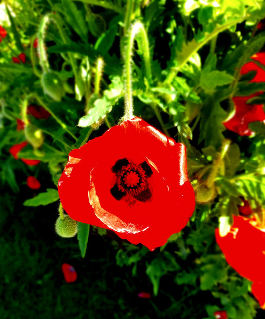 Vivid Scarlet Poppy in Bloom -Sunlit Nature Macro Photography